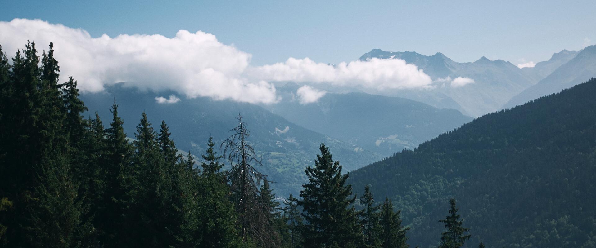 Qu'estce que le genepi ? Distillerie Meunier