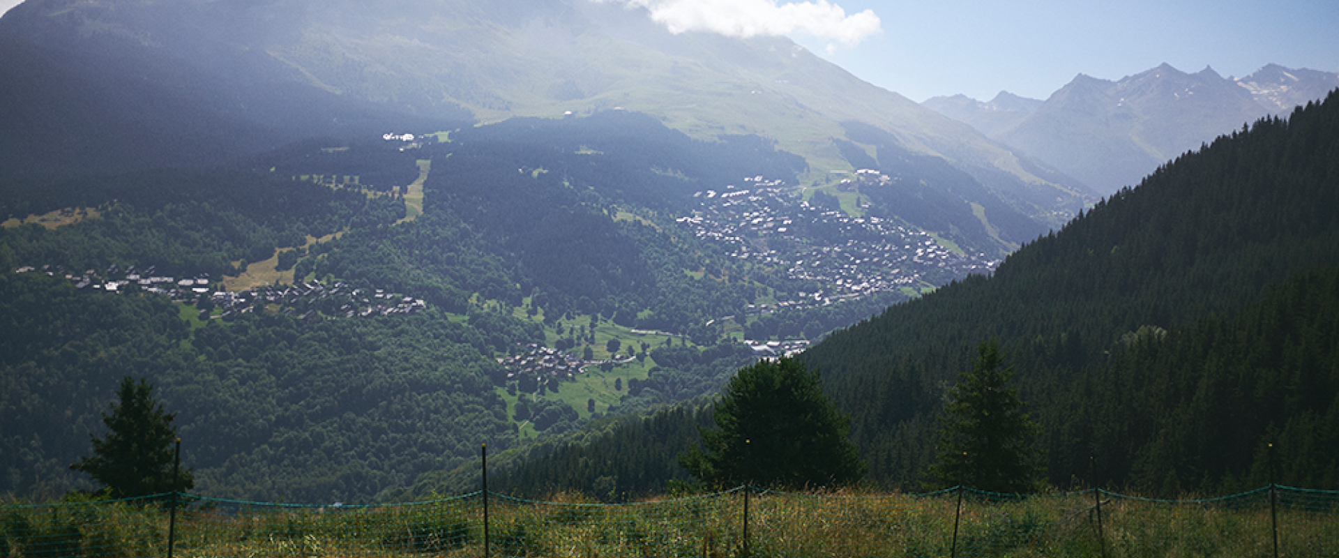 Culture de génépi en Savoie