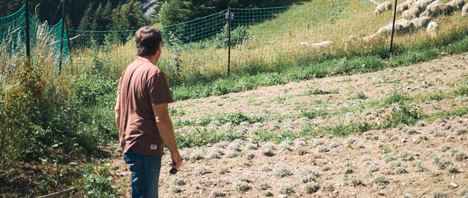 Culture de génépi en Savoie