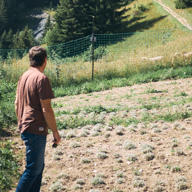 Culture de génépi en Savoie