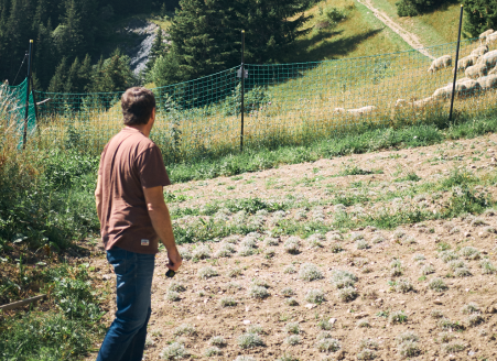 Culture de génépi en Savoie